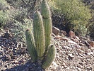 photo thumbnail #4