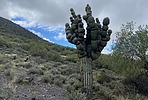 photo thumbnail #6