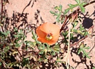 2024-02-01 :2: Apache Leap :: WildForAZ