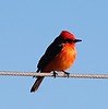 photo thumbnail #11