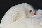 photo thumbnail #15