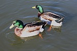photo thumbnail #13