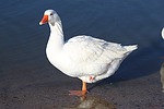 photo thumbnail #14