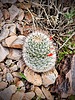 2024-02-05 :1: Lookout Mountain Golf Course :: tibber