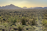 2024-02-03 :3: Peak 4180 & Peak 4220 Organ Pipe Cactus NM :: rubywrangler