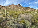 2024-02-05 :2: Pinkley Peak 3145 - Organ Pipe NM :: rubywrangler