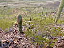 2024-02-05 :3: Antelope Peak :: FLYING_FLIVER