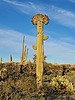 2024-02-12 :2: South Butte - Gila River :: Mike_W