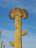 2024-02-12 :2: South Butte - Gila River :: Mike_W