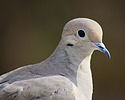 2024-02-13 :2: Cibola National Wildlife Refuge :: gummo