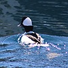 photo thumbnail #11