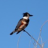 2024-02-13 :2: Cibola National Wildlife Refuge :: gummo