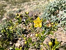 2024-02-13 :1: Ocotillo Trail - Sonoran Preserve North :: kingsnake