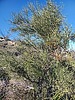 2024-02-18 :1: Butterfly Mountain 4119 - Sierra Estrella :: Mike_W