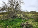 photo thumbnail #12