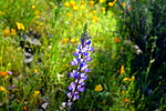 photo thumbnail #8