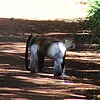 photo thumbnail #4