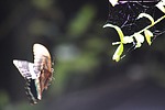 photo thumbnail #7