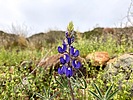 2024-03-06 :1: Javelina Summit - Skyline RP :: kingsnake