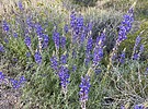 2024-03-09 :2: Geronimo Trail - South Mountain :: johnlp