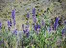2024-03-09 :1: Dixie Mountain Loop and Peak :: tibber