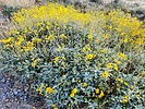 2024-03-09 :1: Dixie Mountain Loop and Peak :: tibber