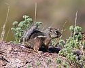 2024-03-11 :2: Bees Knees Loop :: gummo