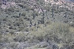 photo thumbnail #13