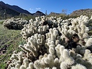 2024-03-13 :2: Sawyer Peak 4293 - Black Mtns - Tres Alamos :: WildForAZ