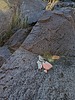 photo thumbnail #8