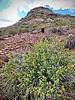 2024-03-16 :1: Lookout Mtn Circumference Trail #308 :: tibber