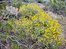 2024-03-16 :1: Lookout Mtn Circumference Trail #308 :: tibber