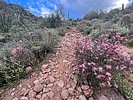 2024-03-17 :1: Bulldog Saddle Trail :: Tortoise_Hiker