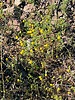 2024-03-16 :1: Second Water - Black Mesa cut Loop :: ScottHika