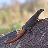 2024-03-18 :2: Marcos De Niza - South Mountain :: gummo
