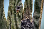 2024-03-20 :1: Esplanade Owl Checkup and Apache Vista :: tibber