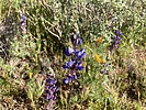 2024-03-20 :1: Bootlegger Trail - MSPN :: kingsnake