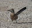 2024-03-05 :2: Sabino Dam :: cactuscat