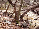 2024-03-28 :2: Hellsgate 37 ( North ) to Tonto Creek :: DixieFlyer