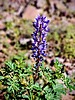 2024-03-27 :1: Peralta Regional Park :: tibber