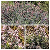 2024-03-27 :1: Peralta Regional Park :: tibber