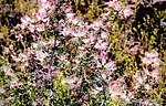 2024-03-27 :1: Peralta Regional Park :: tibber