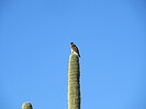 2024-04-03 :2: Superstition Peak 5024 - Siphon Draw :: Jim