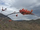photo thumbnail #15