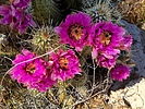 2024-04-06 :2: South Butte - Gila River :: WildForAZ