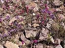 2024-04-07 :3: Orange Butte :: DixieFlyer
