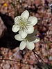 2024-04-10 :3: A-Cross exploration :: WildForAZ