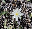 2024-04-13 :1: Jewel of the Spur :: The_Eagle