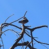 2024-04-14 :2: Salt River Trail #100 :: gummo