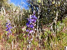 2024-04-08 :1: Bronco TH to Bartlett Dam RD - Maricopa Trail :: kingsnake